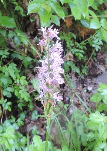 Dactylorhiza maculata subsp. fuchsii